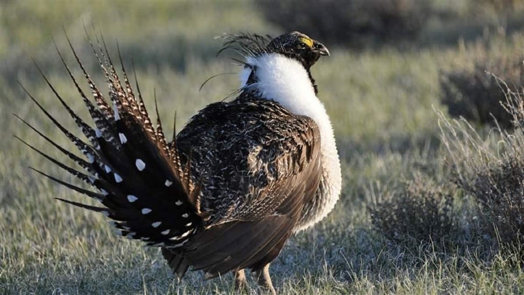 Trump opens sage grouse habitat to oil, gas drilling