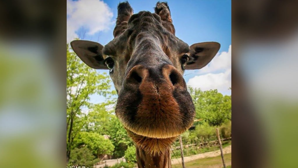 Cincinnati Zoo ‘devastated’ by the death of Kimba the giraffe