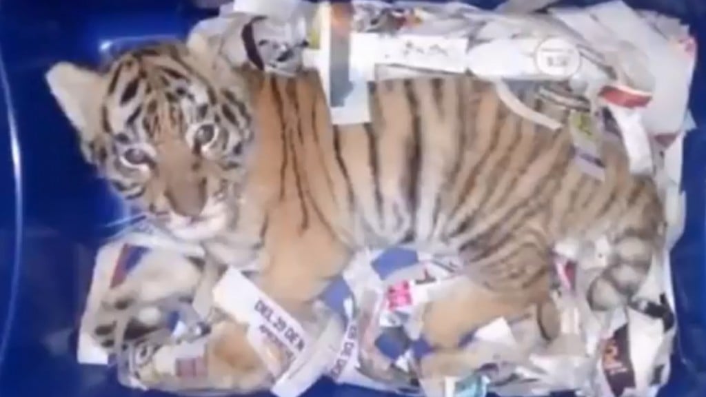Tiger cub found in mail