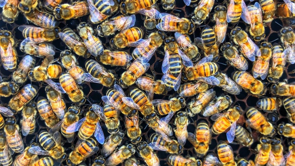 Startup saving crops by making ‘super bees’