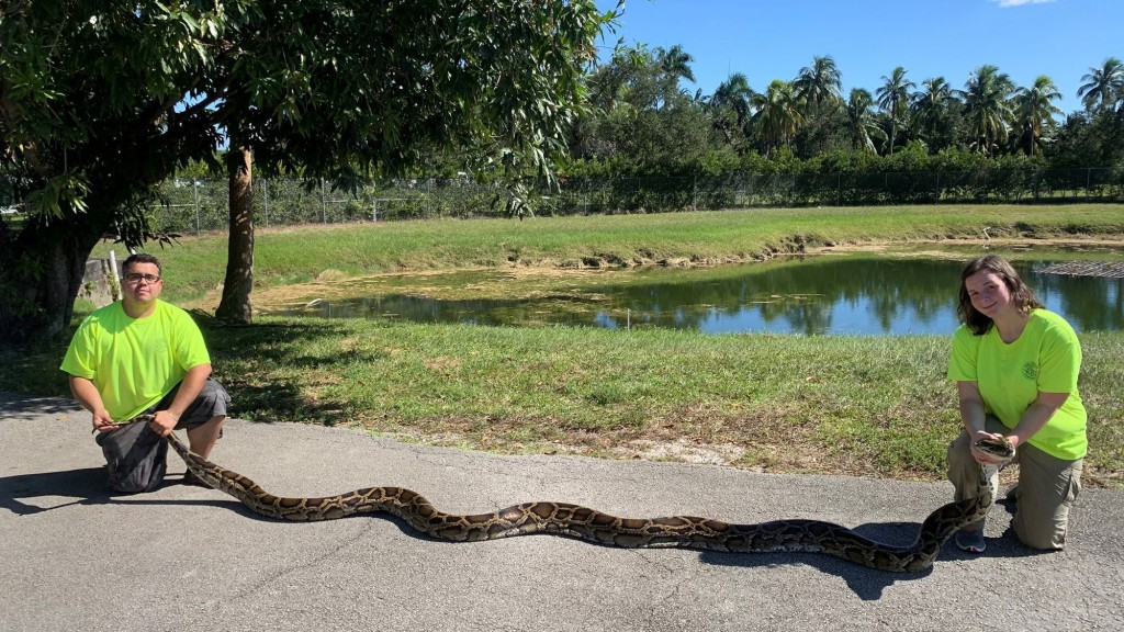 Massive 98-pound Burmese python captured in Florida