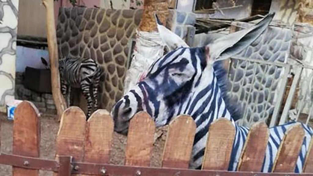 Zoo accused of painting a donkey, passing it off as a zebra