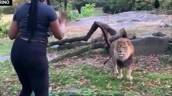 Police ID woman who taunted lion at Bronx Zoo