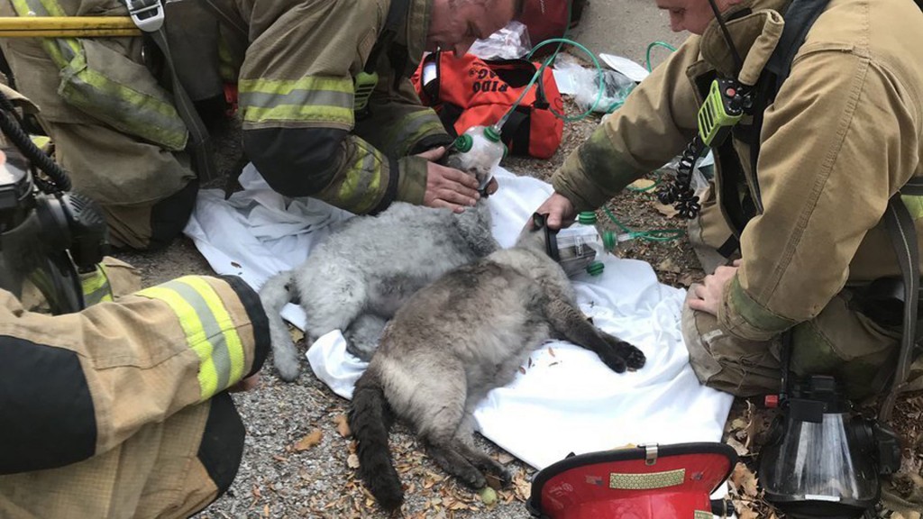 Firefighters resuscitate cats after house fire