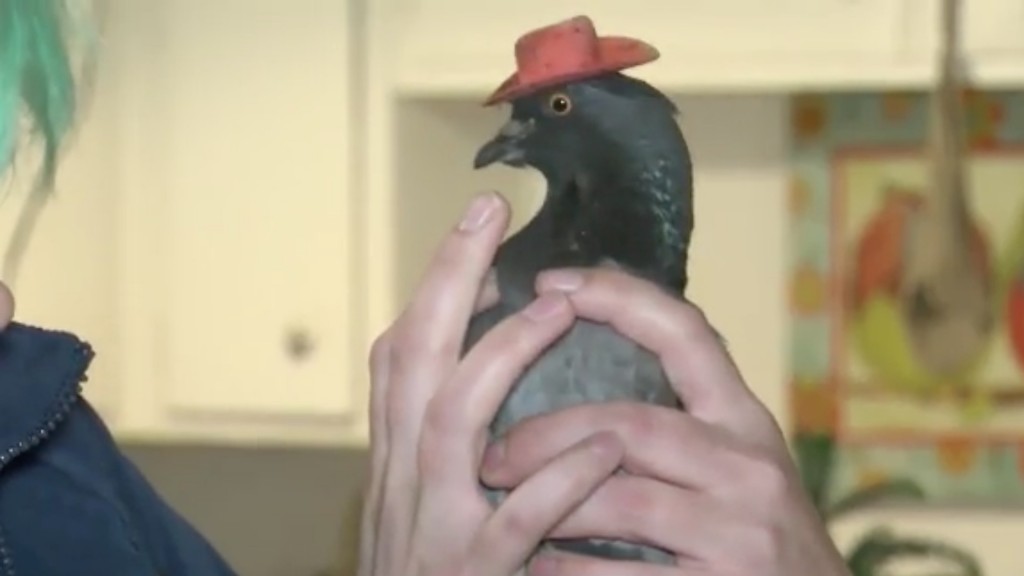 Las Vegas rescue group captures ‘Cluck Norris’ the pigeon