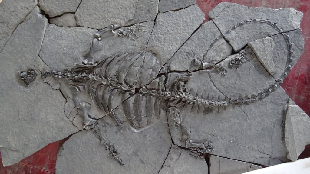 228 million-year-old turtle had no shell