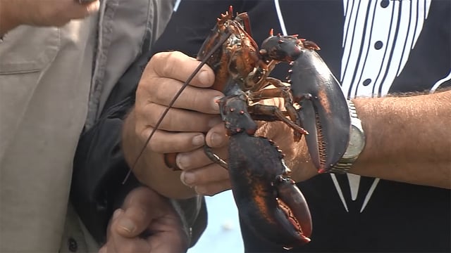 How a Maine lobsterman got over Trump’s China trade war