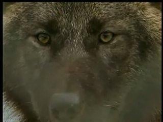 Idaho Fish and Game pays $30,000 to kill 23 wolves
