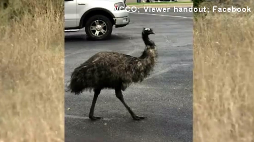 Community flocks to missing emu named Dork