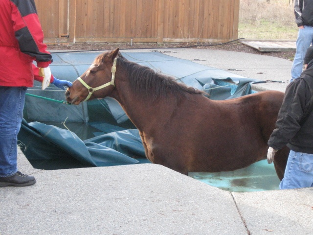 Valley firefighters rescue horse from pool