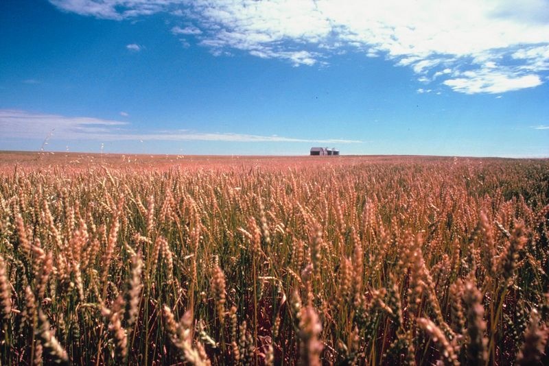 Farmer pleads guilty in wheat rustling case