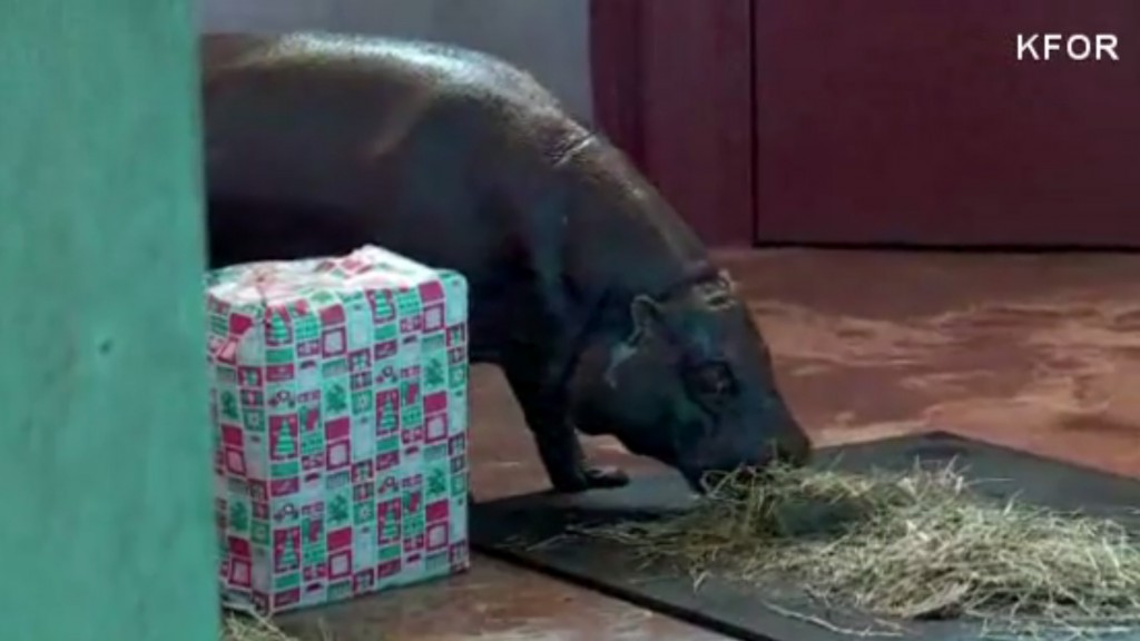 Zoo gets ‘hippopotamus for Christmas’