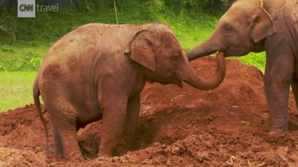 Elephant Nature Park: Chiang Mai’s most responsible animal sanctuary