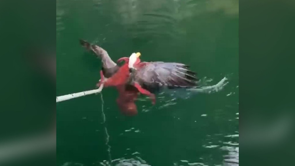 Octopus catches bald eagle in death grip