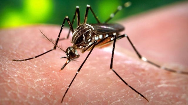What to know: Zika virus
