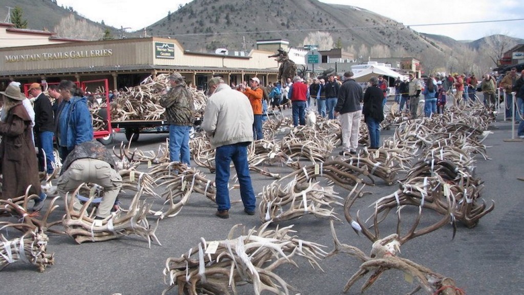 Thousands of elk antlers sold at auction