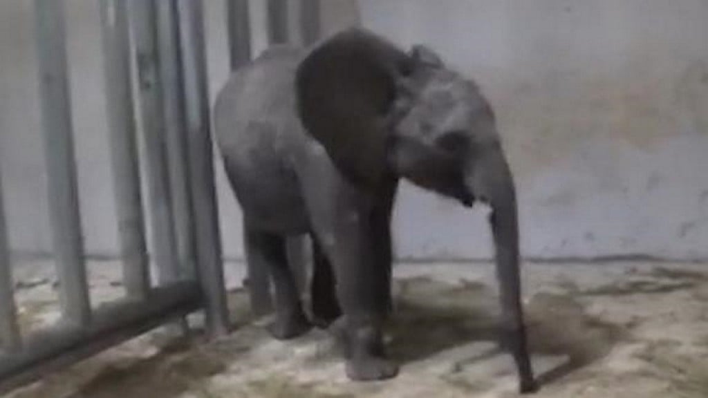 Young elephants taken from Zimbabwe, sent to China
