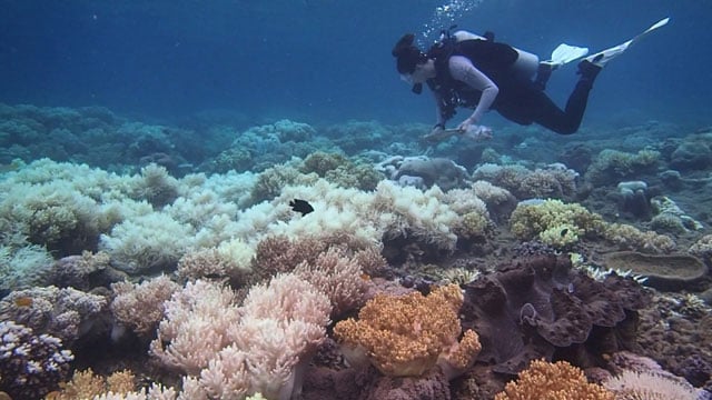 Scientists studied 2,500 coral reefs to figure out how to save them