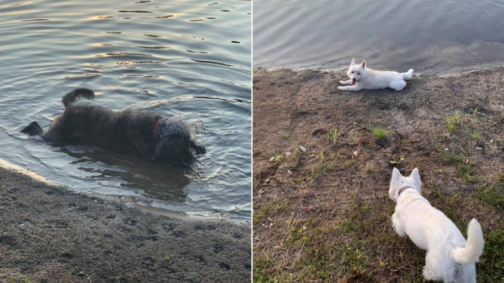 How to spot toxic algae that’s killing dogs