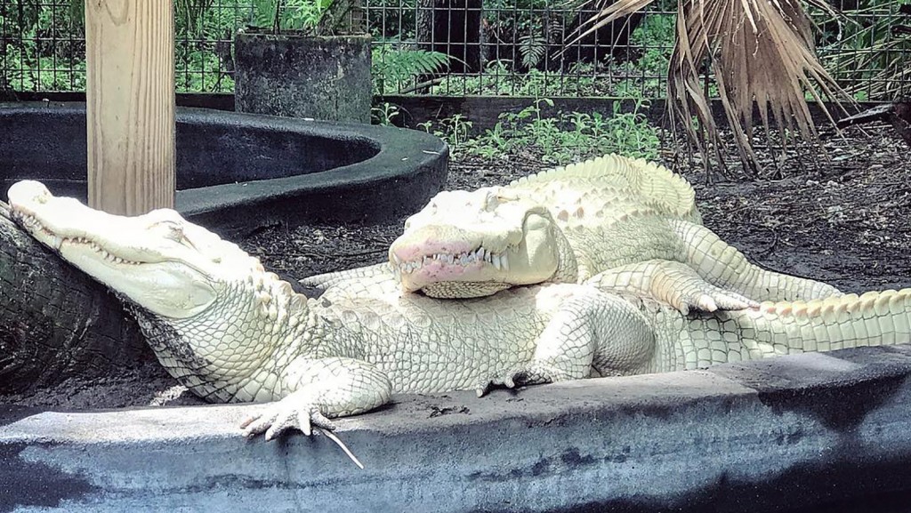 19 albino alligator eggs laid at Florida animal park