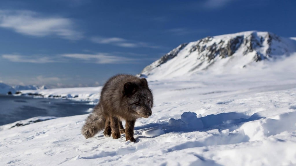 Arctic fox amazes scientists with 2,000-mile trek in 76 days