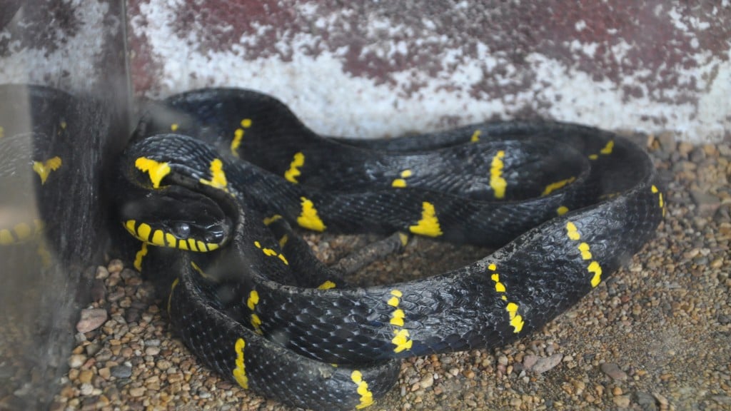 ‘Mildly venomous’ snake slithers loose in Bronx Zoo