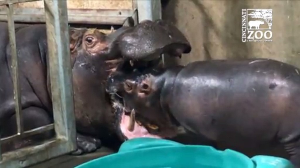 Fiona the baby hippo turns 1