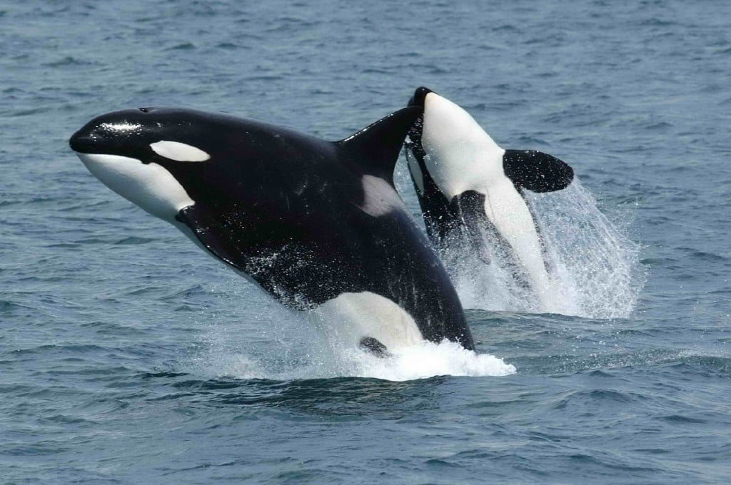 New calf reportedly born in endangered orca pod