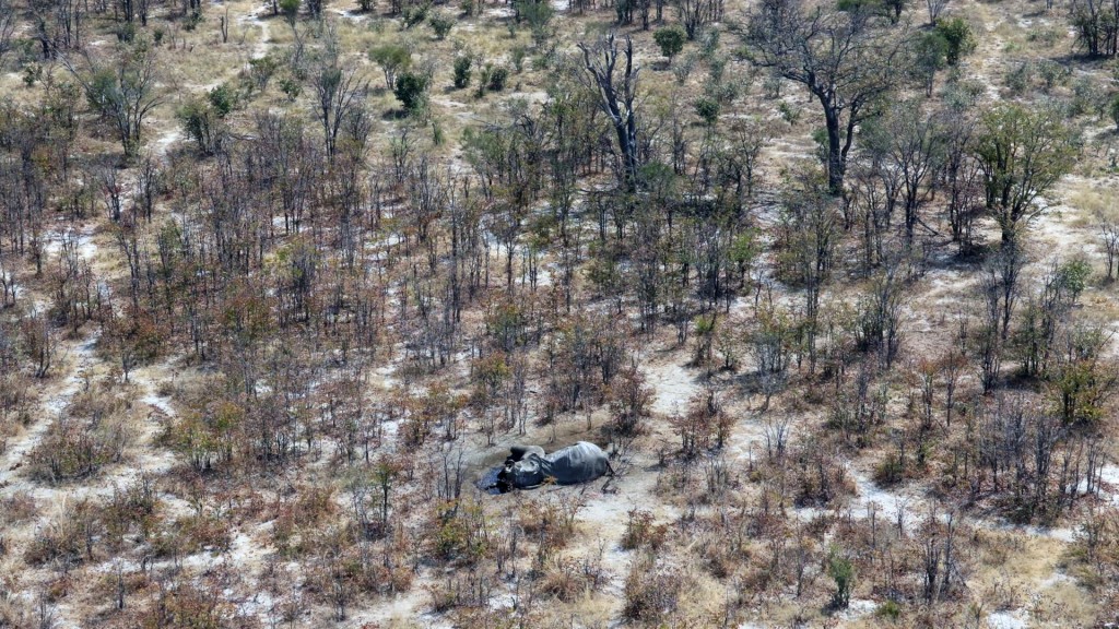 Botswana has ‘significant elephant-poaching problem,’ group says