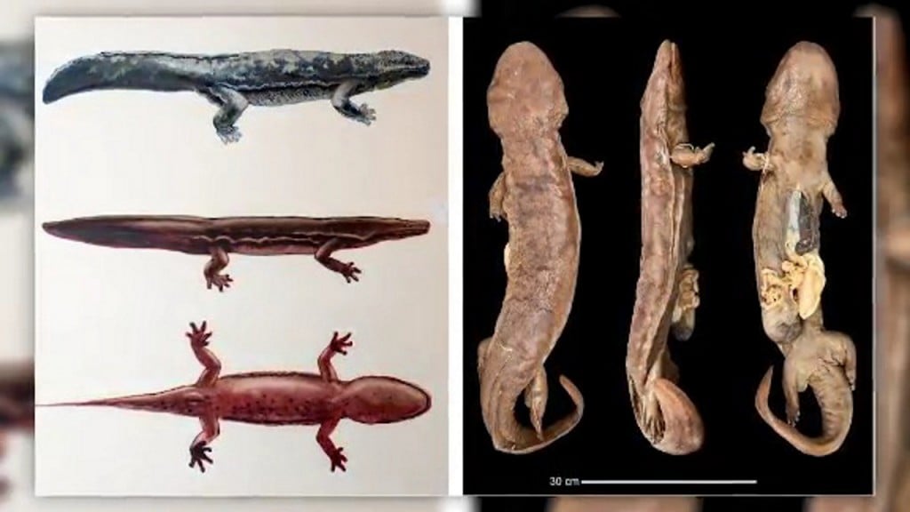 World’s largest amphibian is newly-differentiated giant salamander