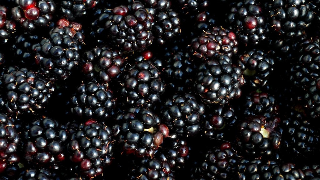Hepatitis A outbreak ‘potentially linked’ to blackberries