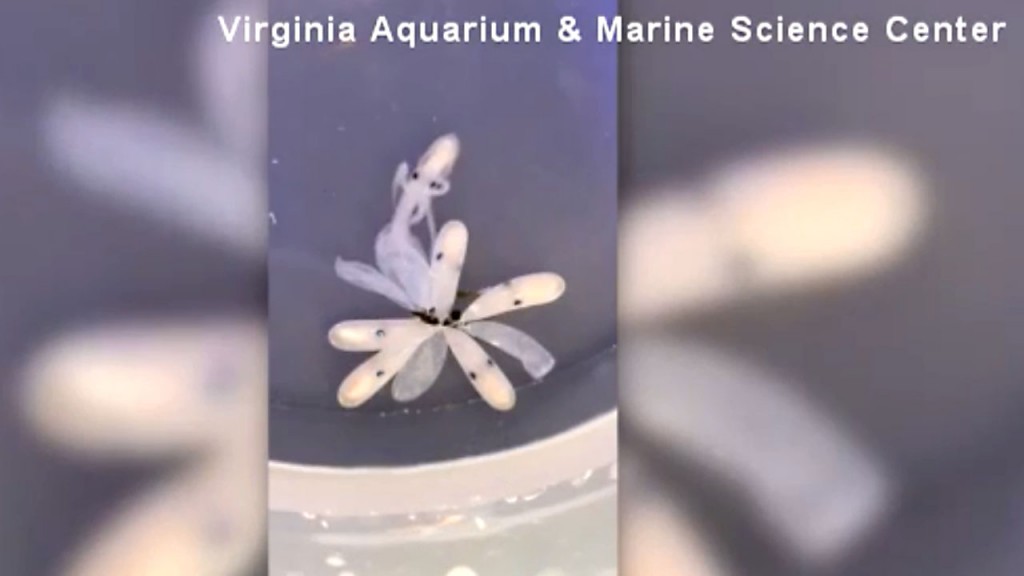 Watching a baby octopus being born is mesmerizing