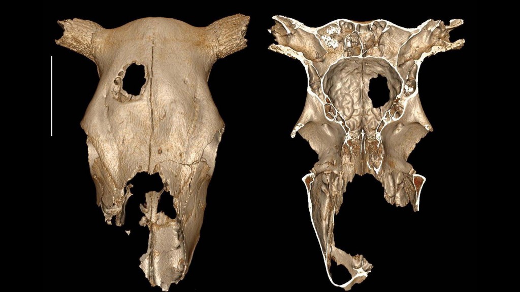 Skull surgery was performed on this Stone Age cow, study says