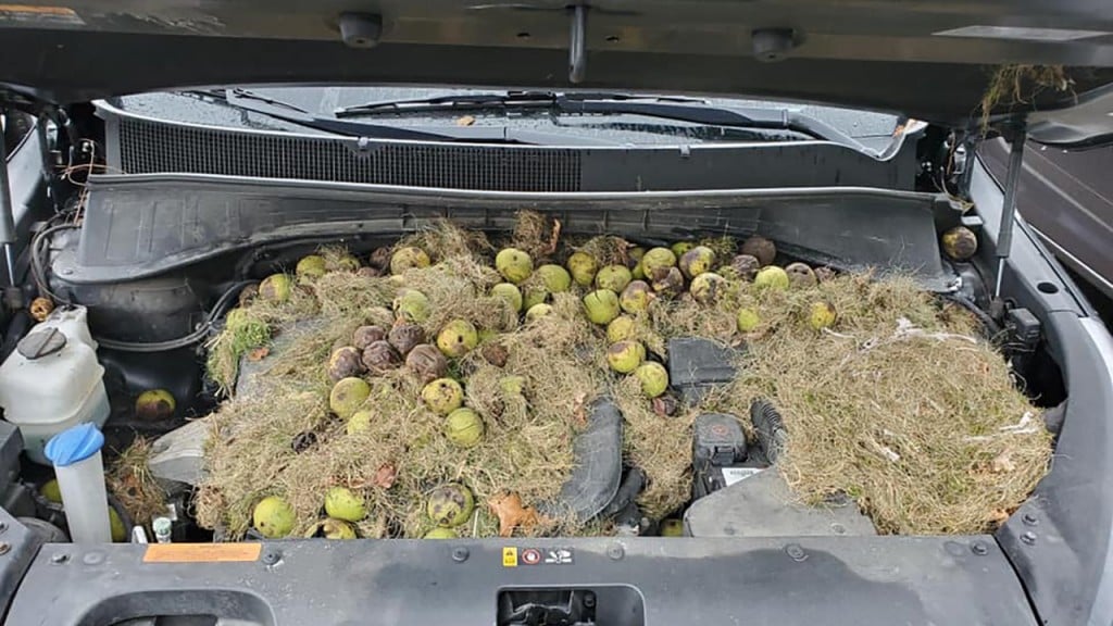 Pittsburgh car’s surprise cargo is nuts