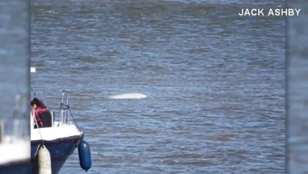 Beluga whale spotted in London’s River Thames
