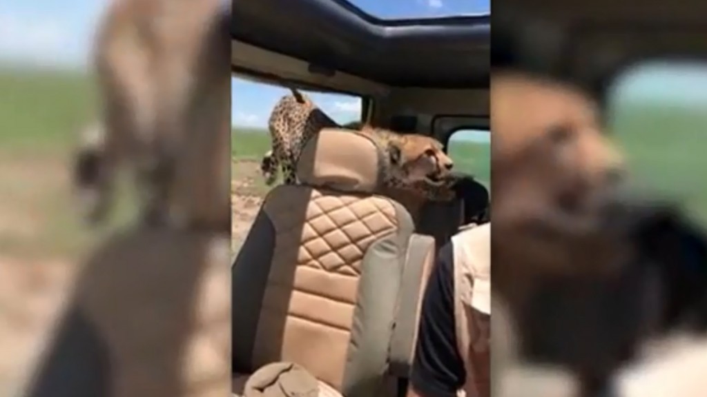 Cheetah jumps into Jeep with tourist