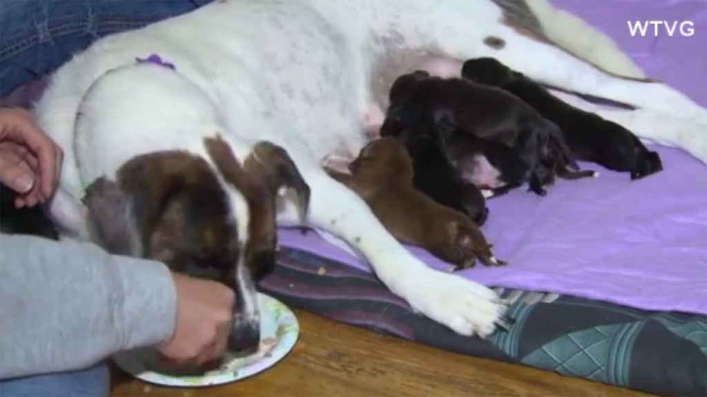 Rescued dog ‘adopts’ 11 puppies