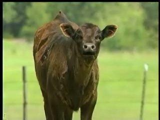Dozens of dead cows found on farm north of Seattle