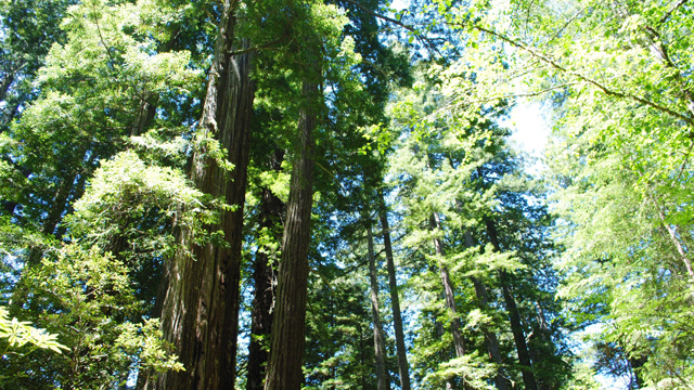 Conservationists want to buy largest remaining private sequoia forest