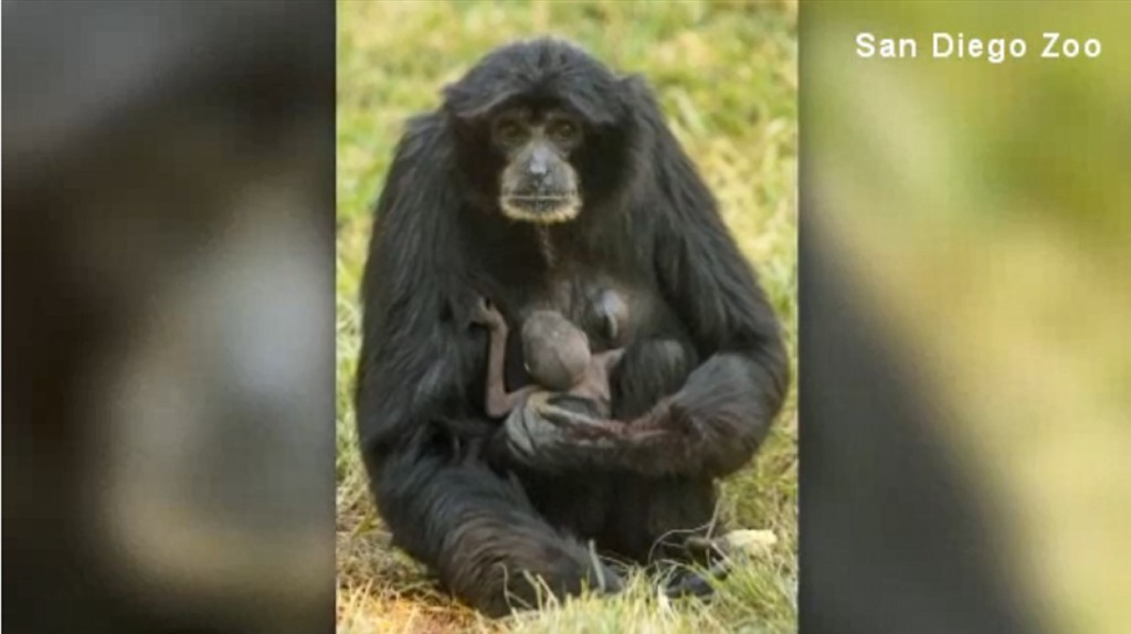 San Diego Zoo’s ape has baby while on birth control
