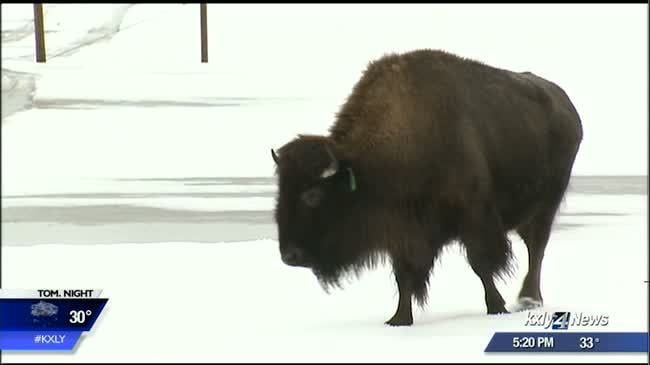 Yellowstone bison experiment stopped, disease rules changed