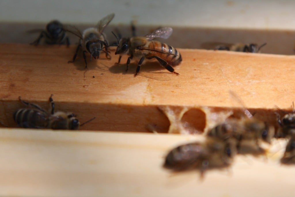 Honeybees hit by Trump budget cuts