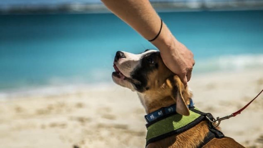 Puppies and paradise: A winning travel combo