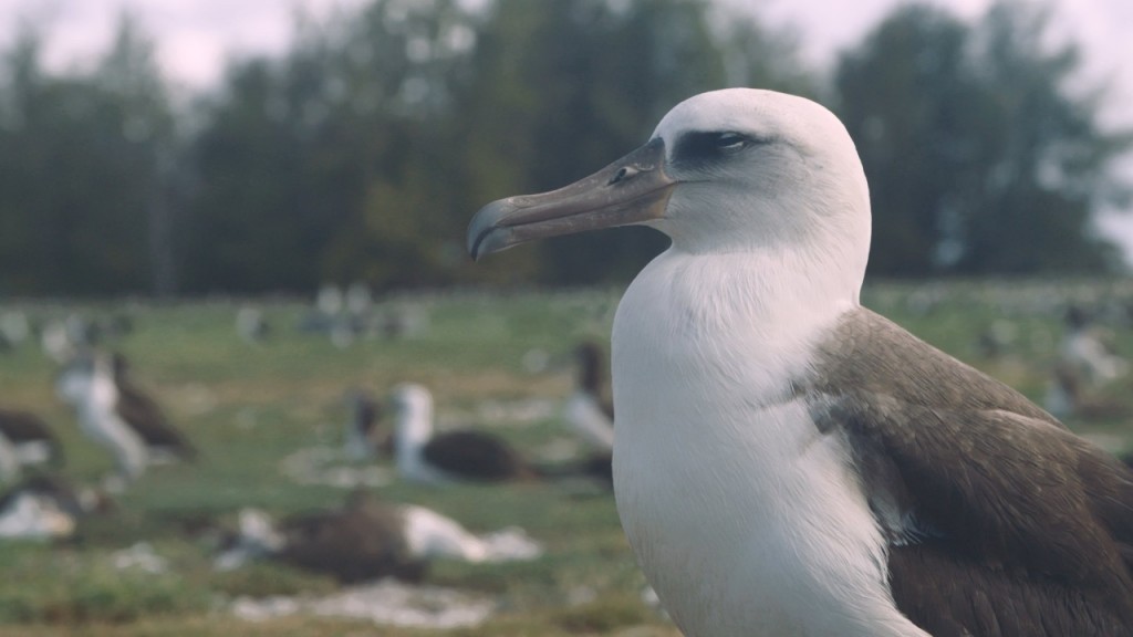 Plastic pollution makes seabirds smaller, sicker