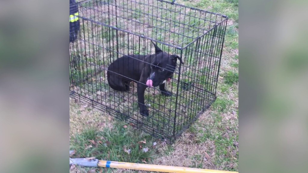 Firefighters revive dog found in burning home