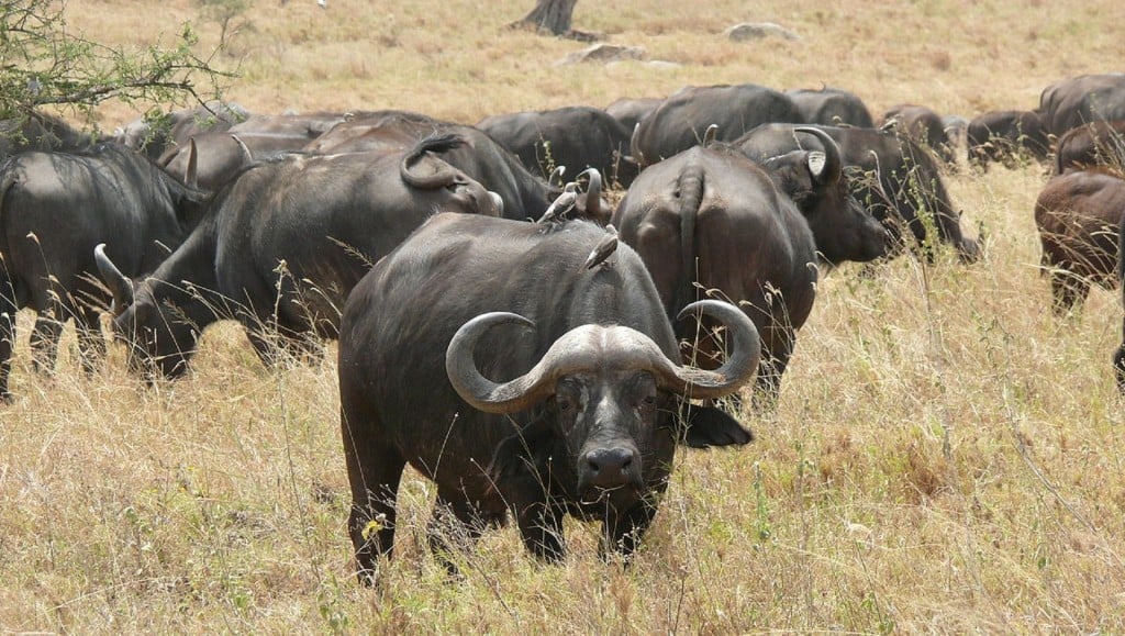 Zimbabwe lifts ban on buffalo bow hunting to boost tourism