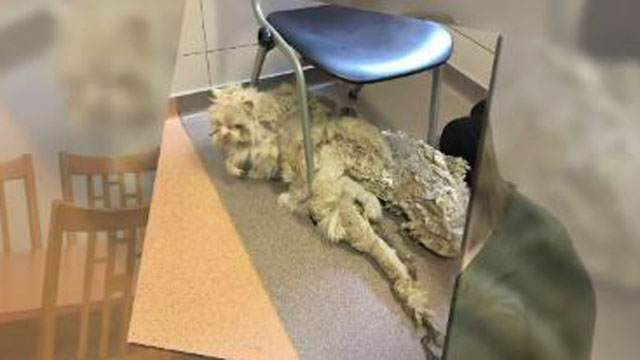Cat with 5 pounds of matted fur gets haircut, new life