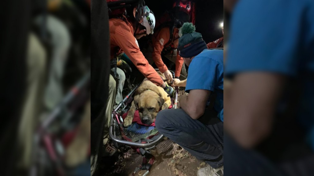 Massive mastiff rescued after getting exhausted on mountain hike