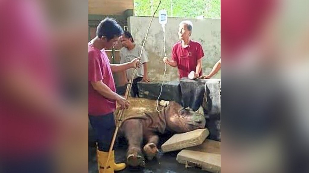 Malaysia’s last male Sumatran rhino dies