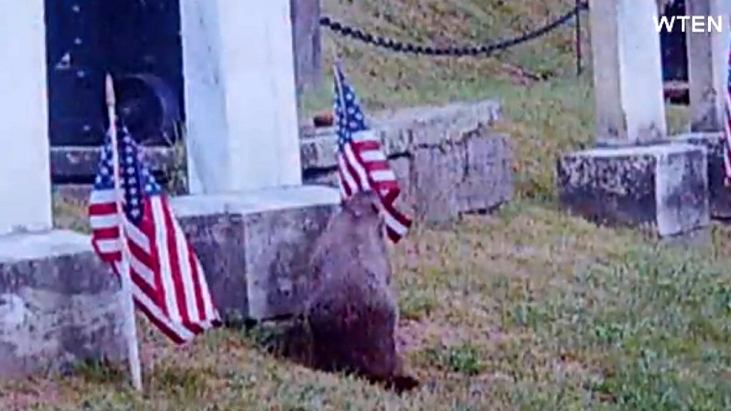 Woodchucks responsible for missing flags at cemetery